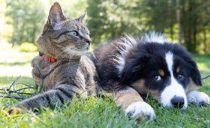 Pets