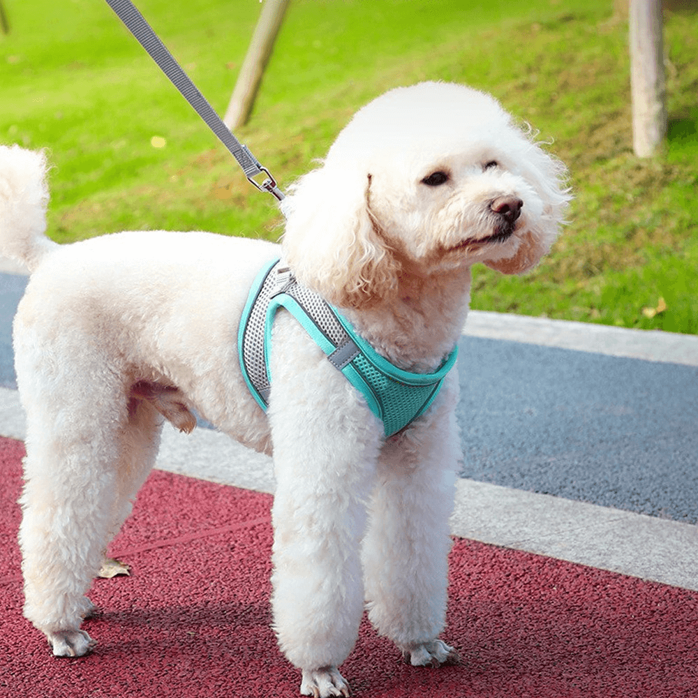 Pet Mesh Harness With Leash