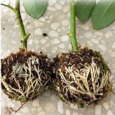 Plant Cloning Propagation Growth Ball