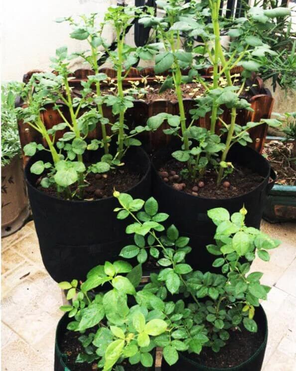 Vegetables Breathable Growth Bag